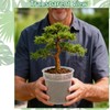 PEDOBALI 12 Pcs 8/10/12 Inch Large Size Clear Nursery Pots