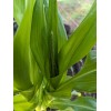 Pee Dee Organics Crop Geeks (Pot Ash) Bloom Setter Bloom