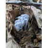 Ghost Pipe Tincture 4oz Harvested In Pennsylvania FREE Shipping
