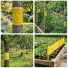 10 m Nastro Collante Biadesivo per Alberi, 25 cm
