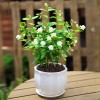 VISTATU 100+ Climbing Jasmine Flower Seeds Fragrant Plant for Planting
