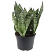 GARDENERA Premium Snake Plant Potting Soil Mix, Green Sansevieria Trifascatia