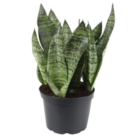 GARDENERA Premium Snake Plant Potting Soil Mix, Green Sansevieria Trifascatia Zeylanica Plants, Plant or Re-Pot Your Snake Plant - (1 Quart Bag)