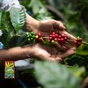 Maui Coffee Co Island Blend Coffee, Ground, 7 oz. bag,