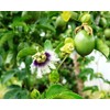 400 Pcs Passion Fruit Flower Seeds for Garden Decor