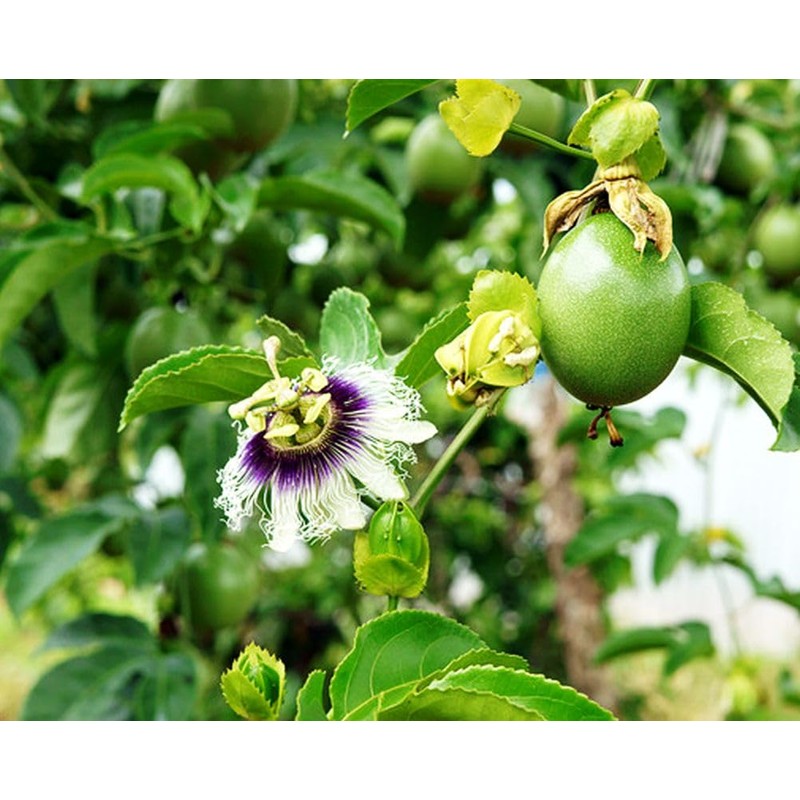 400 Pcs Passion Fruit Flower Seeds for Garden Decor