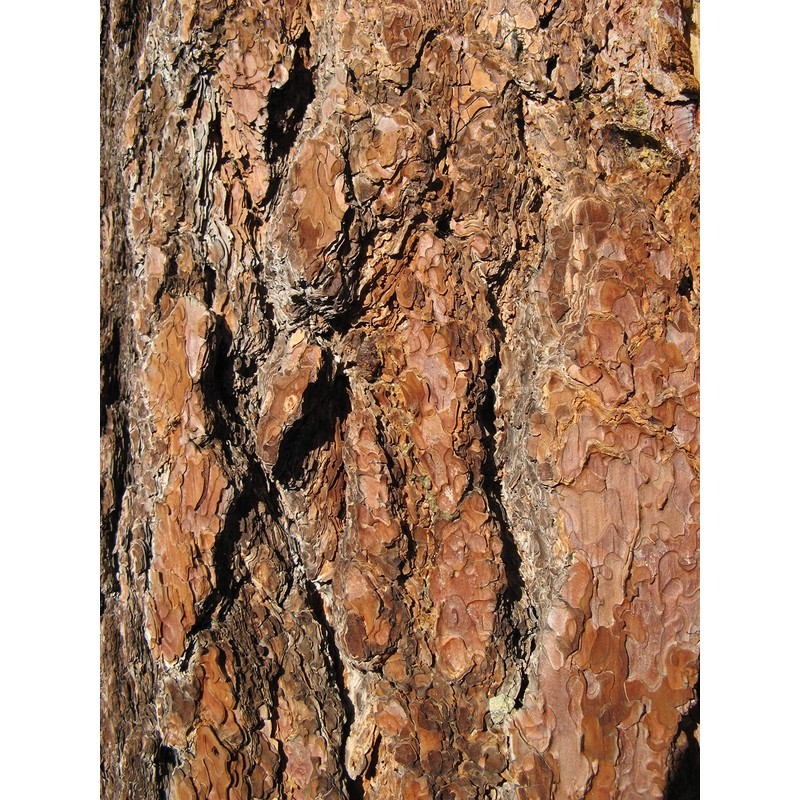 Sugar Pine | Small Tree Seedling | The Jonsteen Company