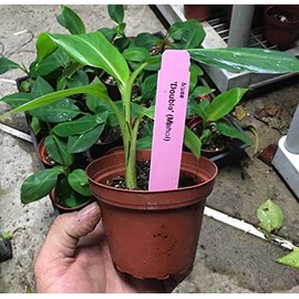 Banana Plant Double Mahoi Live Double Headed Dwarf Cavendish Fruit Live Planting