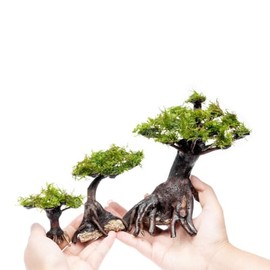 SubstrateSource Live Planted Bonsai - Java Moss on Bonsai Driftwood - Bright Green Aquascaping Decor for Freshwater Aquariums - Large