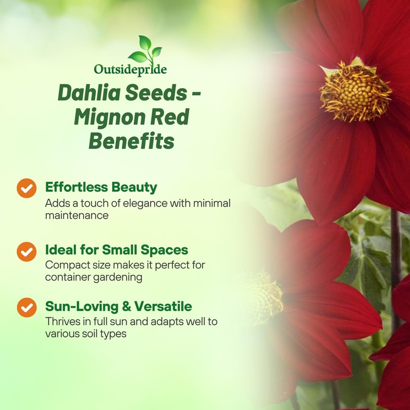 Outsidepride Mignon Red Dahlia Seeds for Planting - 1000 Pcs