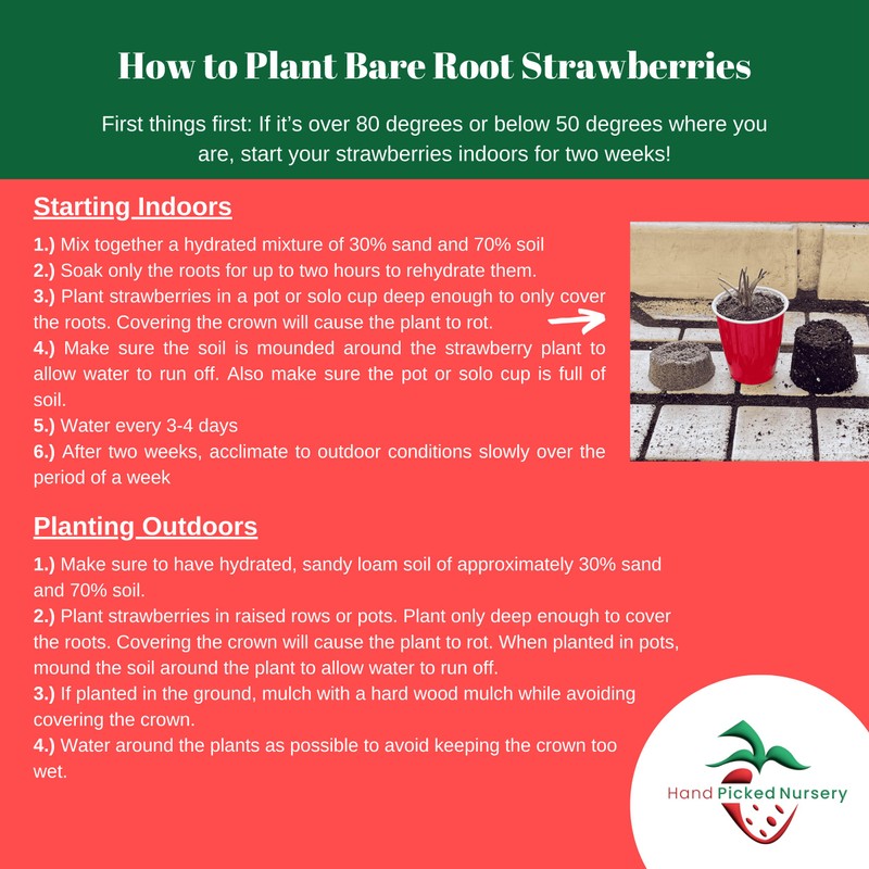 20 Chandler Strawberry Plants - Bare Root June Bearing Strawberries