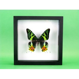 asiahouse24 A Real Exotic Prepared Butterfly in Picture Frame Wall Picture Display Case Entomology Taxidermy (Madagacar Sunset Moth Black Box)