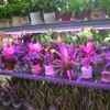 HOPLOM Plant Grow Light, 2pcs T5 LED Growing Light Red