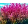 SubstrateSource Rotala H'ra Tissue Culture Aquatic Live Aquarium Plant -