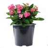 American Plant Exchange Live Crown of Thorns 'Pink' – 6-Inch