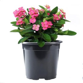 American Plant Exchange Live Crown of Thorns 'Pink' – 6-Inch Pot – Flowering Succulent with Thick Stems and Soft Pink Blooms, Drought-Tolerant Easy Care Plant for Sunny Windows, Patios & Gardens