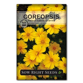 Sow Right Seeds - Dwarf Lance-Leaved Coreopsis Flower Seeds for Planting - Perennial with Daisy-Like Yellow Blooms - Non-GMO Heirloom - Full Instructions to Plant a Wildflower Garden - Great Gift (1)