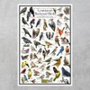 Where's Wildlife Louisiana's Backyard Birds Poster - Louisiana Bird Chart