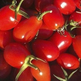 Wayland Chiles Elfin Tomato Seeds
