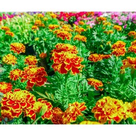 Axel's Garden Seeds French Marigold Flower Seed Mix | Non-GMO | Heirloom | Fresh Annual Flower Seeds - 5 Seeds
