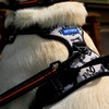 Battersea Dog Harness XL