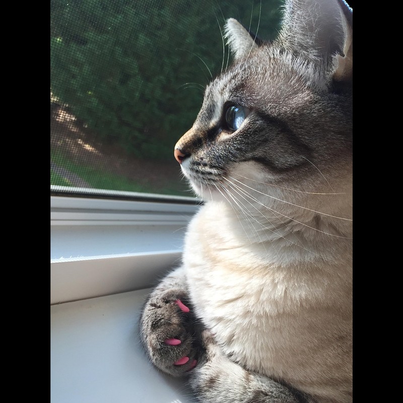 Purrdy Paws Soft Nail Caps 60 Packs for Cats -