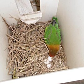 8Pcs Fake Bird Eggs, Stop Egg Laying fit Bourkes Parrot, Lovebird, Lineolated Parakeet, English Show Budgie Artificial Eggs 18mm*25mm