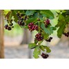 Food to Live Whole Allspice Berries, 2 Ounces – Jamaican