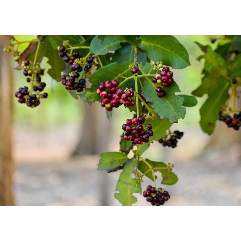 Food to Live Whole Allspice Berries, 2 Ounces – Jamaican