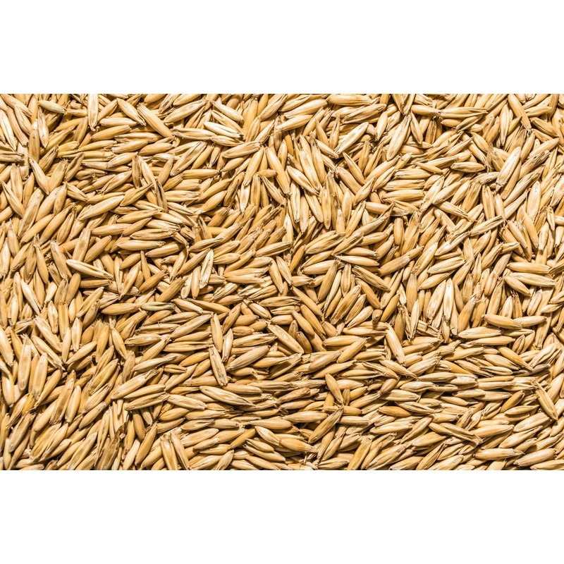 Thunder Acres Non GMO, Certified Organic, Oat seed (1/2 lb.)