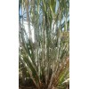Unbranded 1 Sugar cane stick with 5 nodes for planting