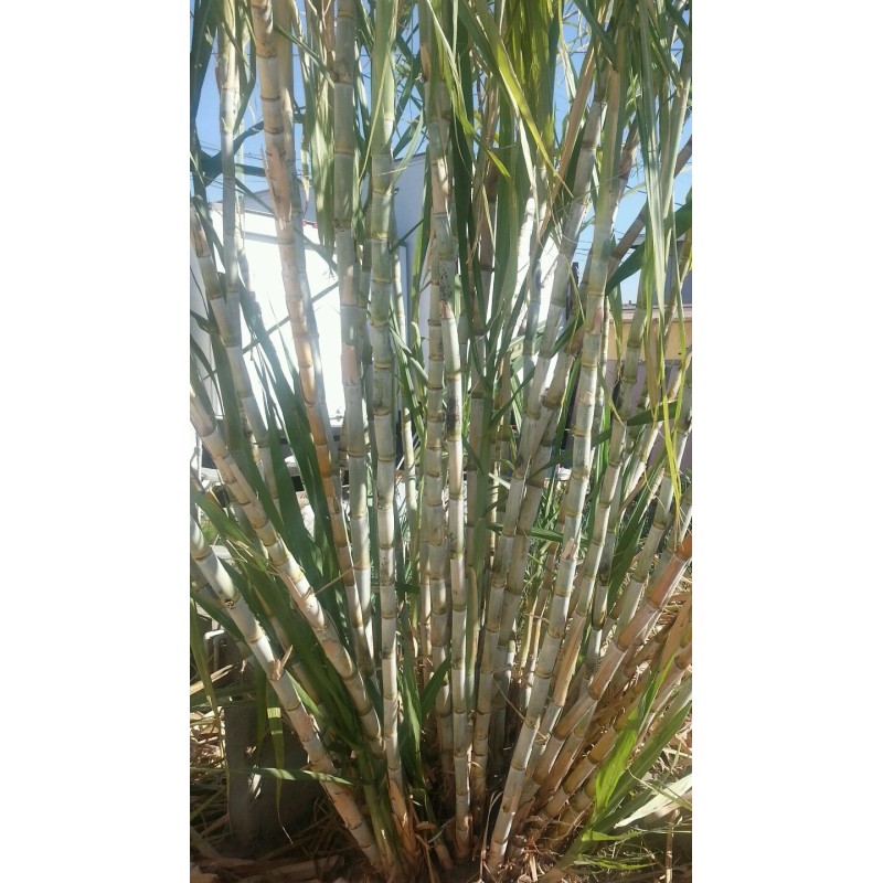 Unbranded 1 Sugar cane stick with 5 nodes for planting