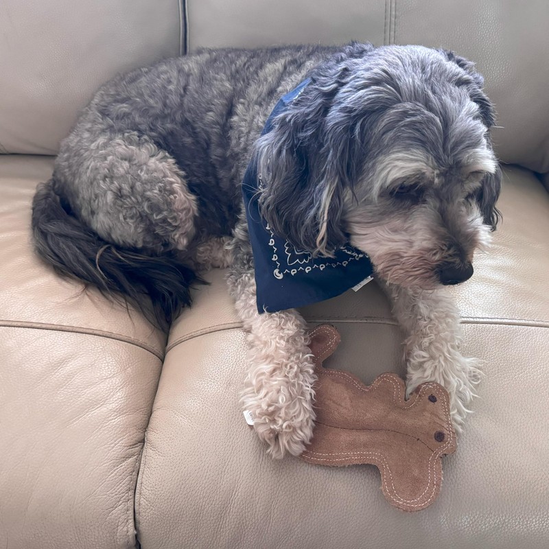 SPOT Dura-Fused Leather Squirrel Dog Toy – Real Leather &