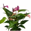 Purple Anthurium, Indoor Plant, Live Plant, 4 inch Pot -
