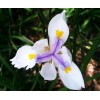Buy Rare Seeds Dietes iridioides | Cape Iris | 20_Seeds