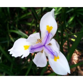 Buy Rare Seeds Dietes iridioides | Cape Iris | 20_Seeds