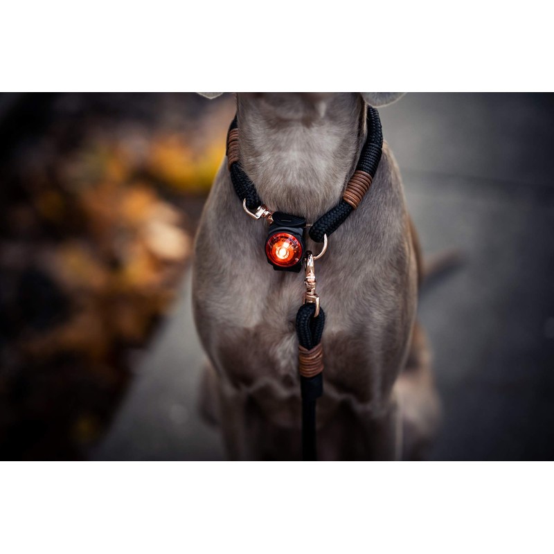 Orbiloc Dual Flashing/Solid Safety LED Light for Dogs - High