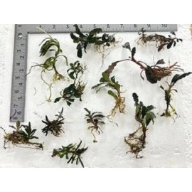 Buce 30 + assorted Rhizomes Unlabeled.   Rare Aquarium/Palud