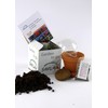SAFLAX - Herbs - Greek Oregano - 600 Seeds -