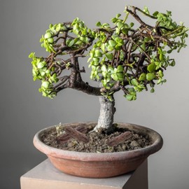 3Pcs Tree Stumps, Fairy Garden Miniature Tree Stump Decor Dollhouse Supplies Micro Landscape Decor Mini Tree Stump Resin Terrariums Bonsai Decor