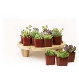 Leaf & Linen | Classic Collection Assorted Varieties of Indoor/Outdoor Live Succulents Hardy & Easy Care, Set of 20,