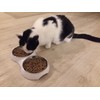 Design Feeding Bowl for Cats with Stainless Steel Inserts (2