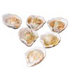 Loftin Oysters Ceramic Reusable Chargrilling Oyster Shell, Set of 12.