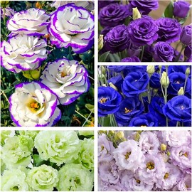 50+ Mixed Perennial Lisianthus Seeds for Planting - Non-GMO Lisianthus Flower Seeds, Vibrant Blooms for Garden & Bouquets
