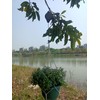 MuchL 4 Pack Retractable Plant Hanger Heavy Duty Plant Pulley