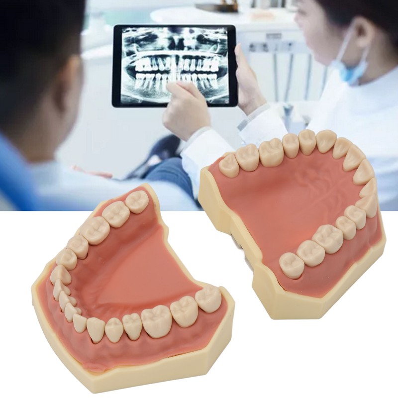 Dental Teaching Model Soft Gum 32 Teeth Dental Demonstration Teeth