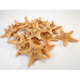 24 Natural "Chocolate Chip" Starfish for Beach Wedding Crafts and Decor 1 1/2"- 2" (38-50 mm) Nautical Coastal Beach Cottage Decor