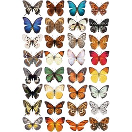 Schmetterling Fensteraufkleber zum Schutz vor Vogelschlag - 32 schöne Schmetterling Glassticker, doppelseitig und selbstklebend zum Schutz vor Vogelkollisionen