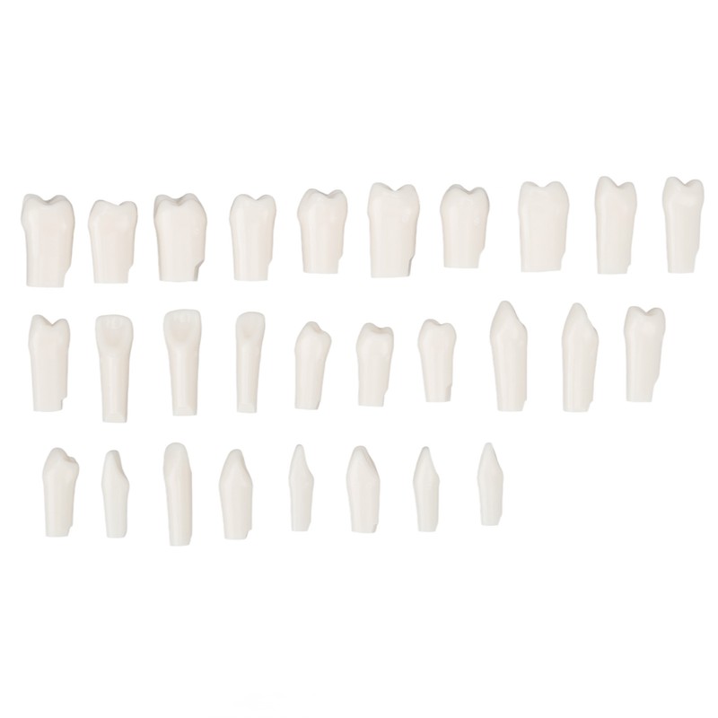 28Pcs Removable Teeth Piece Durable Plastic Removable Design False Teeth