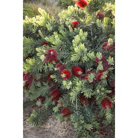Little John Dwarf Bottlebrush | 3 Live Plants | Callistemon | Compact Blooming Shrub | Attracts Hummingbirds and Butterflies